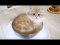 Here’s a kitten that’s curled up snugly in a bowl and doesn’t want to come out…