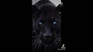 صور النمر الأسود Black Tiger