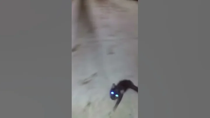 cheovideo