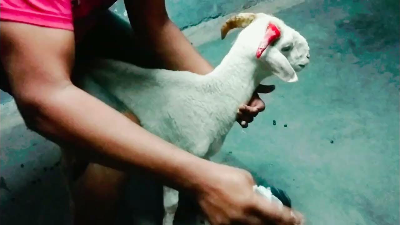 Easy sheep 🐑 horns removal singh kheenchnay ka aasan tariqa