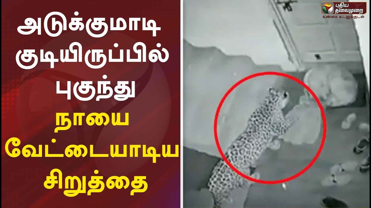 live tamil news 7 tv channels அடுக்குமாடி குடியிருப்பில் புகுந்து நாயை வேட்டையாடிய சிறுத்தை - சிசிடிவி காட்சி | CCTV | Leopard