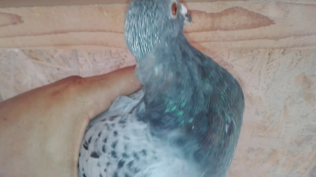 VARIOLA LOVEȘTE 04-09-2019