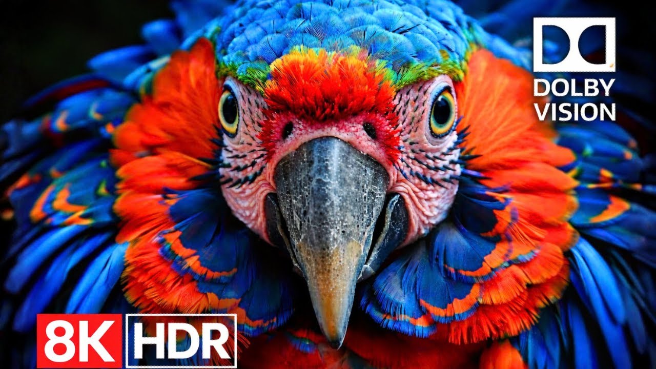 🌟 Crystal Detail — 8K HDR 60fps Dolby Vision Masterpiece (4K / 8K TV)