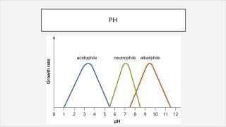 BIO 205  Chapter 9  Microbial Growth