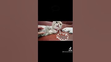 [Reup] Giận cá chém thớt 😂 #shorts #cat #cats