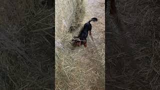 Dachshund is the best help at Daily stablework