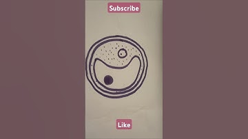 drawing chlorella structure/plant cell#science