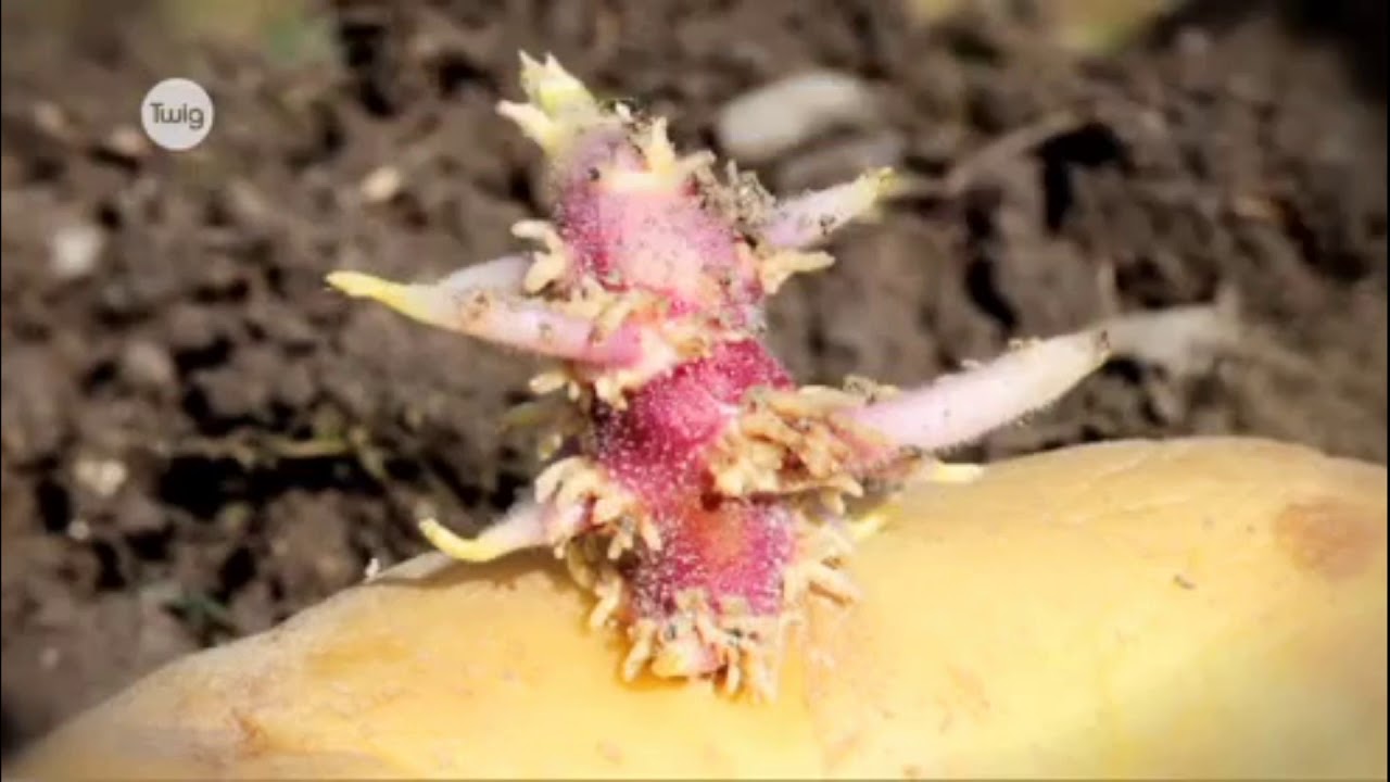 7 класс, Биология, Половое и бесполовое размножение у растений - YouTube