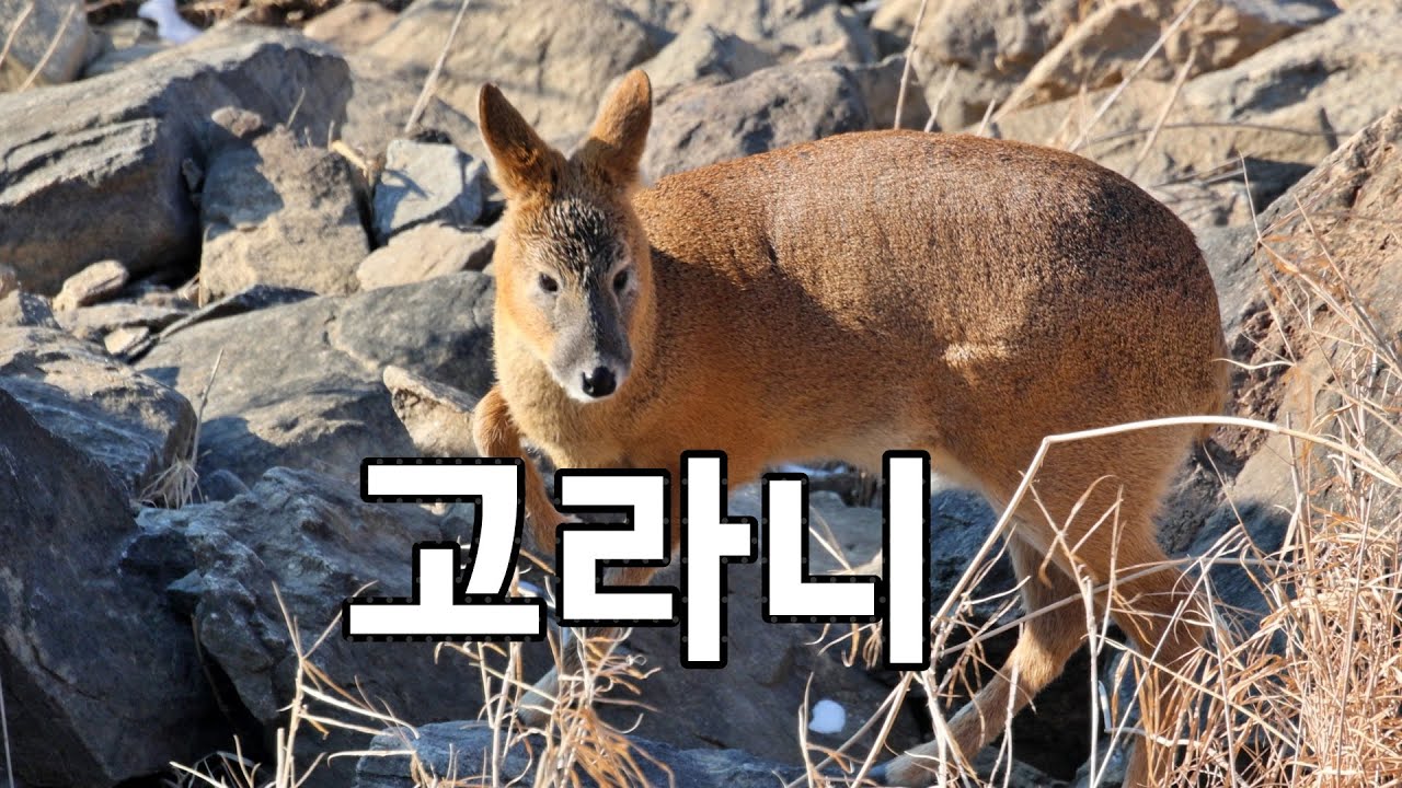 고라니 두마리ㅣWater deerㅣHydropotes inermis
