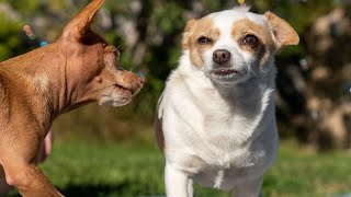 ChiWaWa Dogs Funny Video Compilation