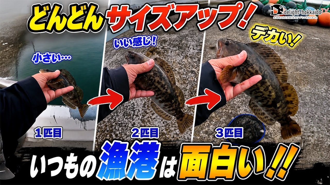 Hokkaido] Investigating my local fishing port | Aiming for bigger