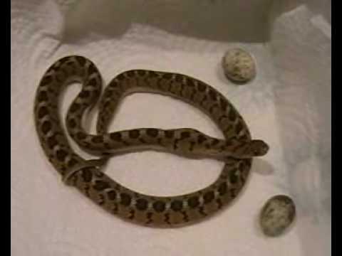 eggs florentine african common egg eater feeding on eggs