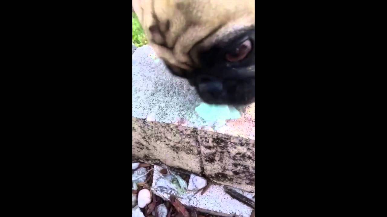 Bentley the Dog sees a Butterfly