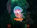 The World's Only Immortal Animal? 🤯| Turritopsis Dohrnii। #jellyfish #facts