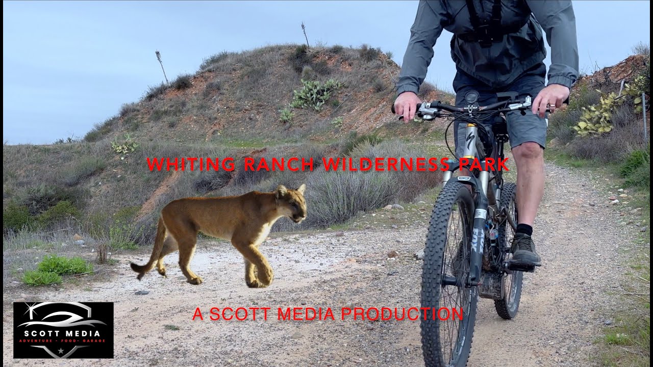 Watch Me Ride the Mountain Lion Gauntlet - Whiting Ranch Wilderness ...