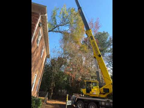 Art-is-Tree tree service short — Virginia Beach, VA