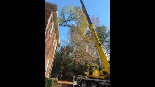 courthouse trees