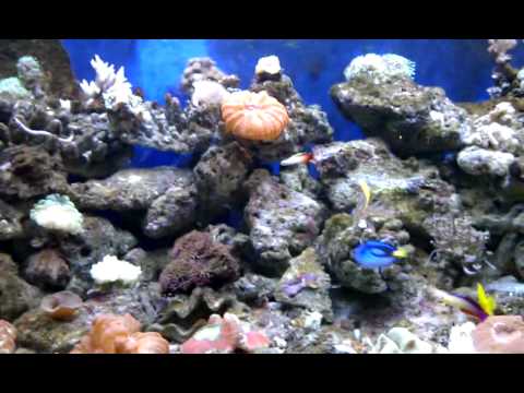 130G tank (Mahu)