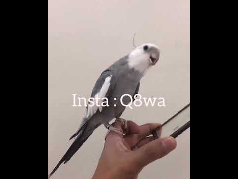 دقت النمر الوردي كروان أبو نادر العازمي