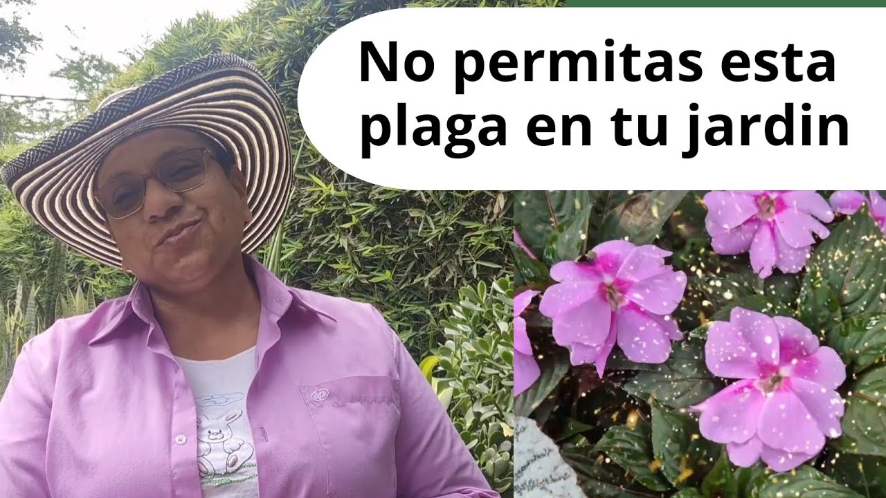 😇ELIMINA DE RAIZ ESTA PLAGA no la permitas en tu jardin+ñapa/Liliana Muñoz