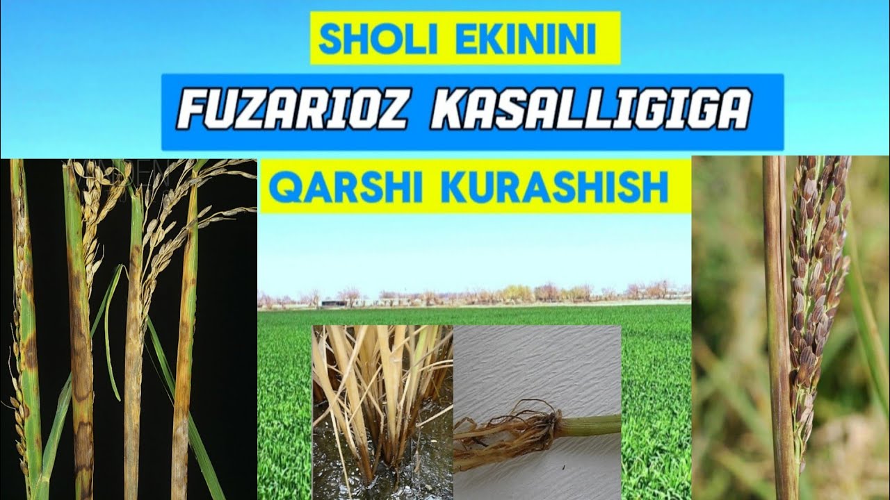 Sholi Rasmi SHOLI EKININI FUZARIOZ KASALLIGIGA QARSHI KURASHISH. - YouTube