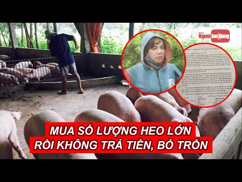 Video Thương lái tung 
