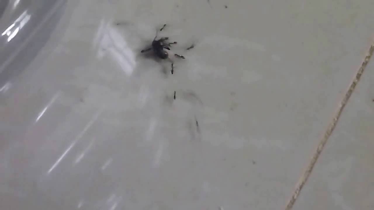 TRAVEL CHANNEL PHILIPPINES FOOTAGE - Filippine Travel Blog - Pinoy Travel [HD] 