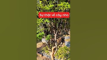 Các bác xem video để để biết sự thật đó là gì nha ☎️092.391.6866-0921.826.862  #nhavuonngoclam