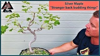 Silver Maple Bonsai - Stranger back budding things -