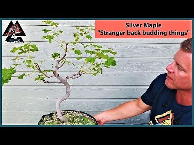 Silver Maple Bonsai - Stranger back budding things -