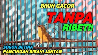 Download Lagu SOGON BETINA MEMANGGIL JANTAN !! PANCINGAN BIRAHI BIKIN GACOR MP3