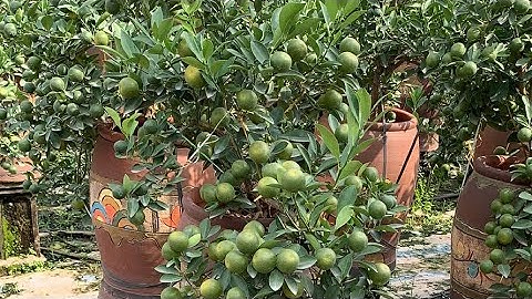 thăm vườn quất phục vụ tết 2023 các mặt hàng quất cảnh  quất chum dù quất thế