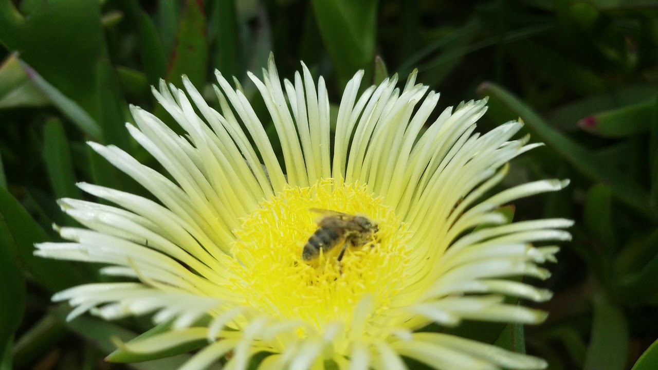 süß 意味 Die Honigbiene