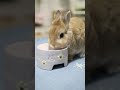 ぺるちゃんもぐもぐ