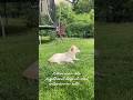 Wenn man als Jagdhund einfach mal entspannen will … 🐕 #dog #selbstversorgung #lebenmithund #hund