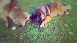 Leonberger Antics episode 113 by Hillhavenleonbergers show kennels 221 views 6 years ago 7 minutes, 30 seconds