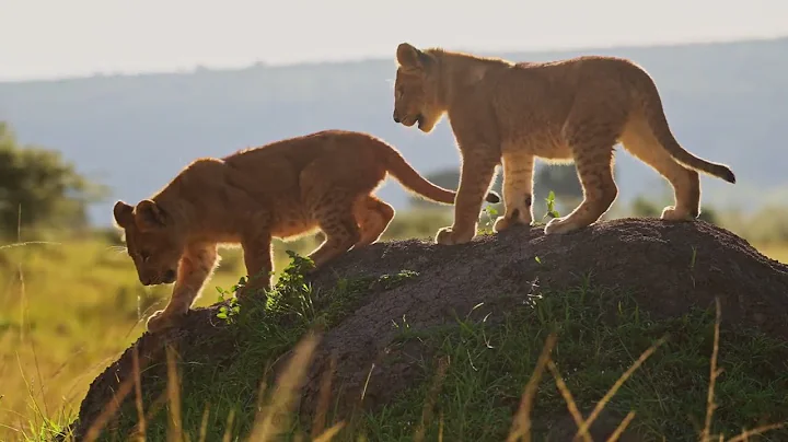 The Mighty Apex Predators!  Guardians of the Wild!