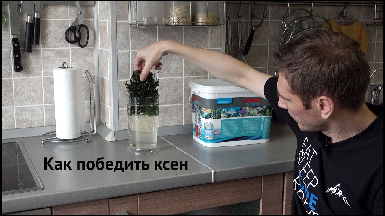 Как избавиться от ксенококуса. Лимонная кислота