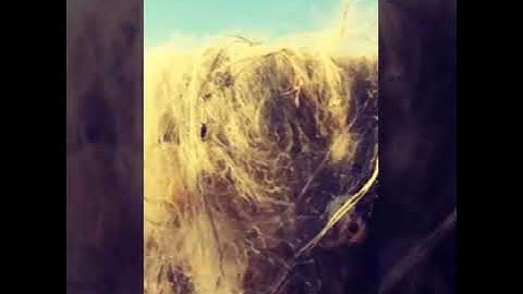 Hải sản ngon bổ rẻ Cửa Lò Nghệ An