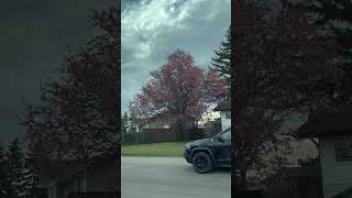 Spring Bloom!🌷🌸#favoriteseason #springvibes #shortvideo