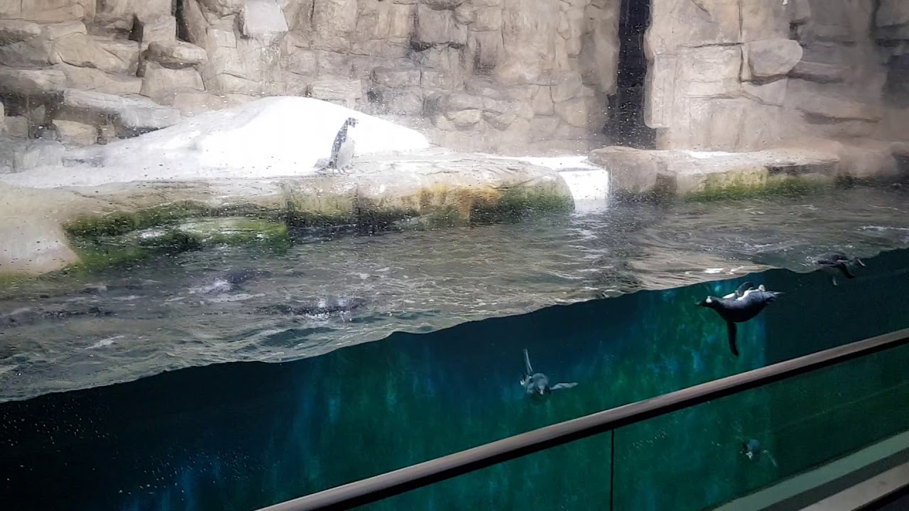 Zoológico Guadalajara pingüinos - YouTube