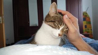 Cat cuddling with you POV ASMR 1440p by Cat Therapy 21,519 views 6 years ago 3 minutes, 1 second