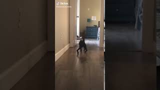 the demon cat