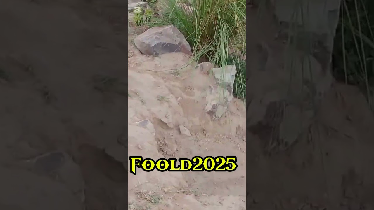 Flood 2025