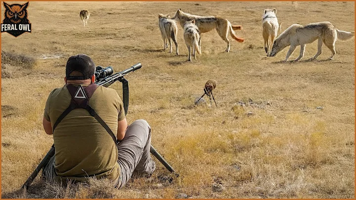 Coyotes Hunting - How California Hunters Deal With Thousands of Coyotes