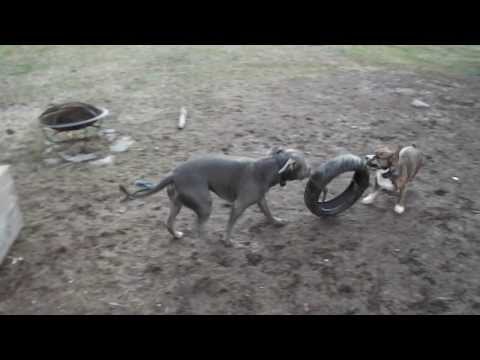 diy-how-to-make-a-homemade-super-dog-toy-for-heavy-chewers