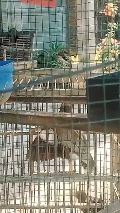 masteran burung gacorr#shoetsvideo