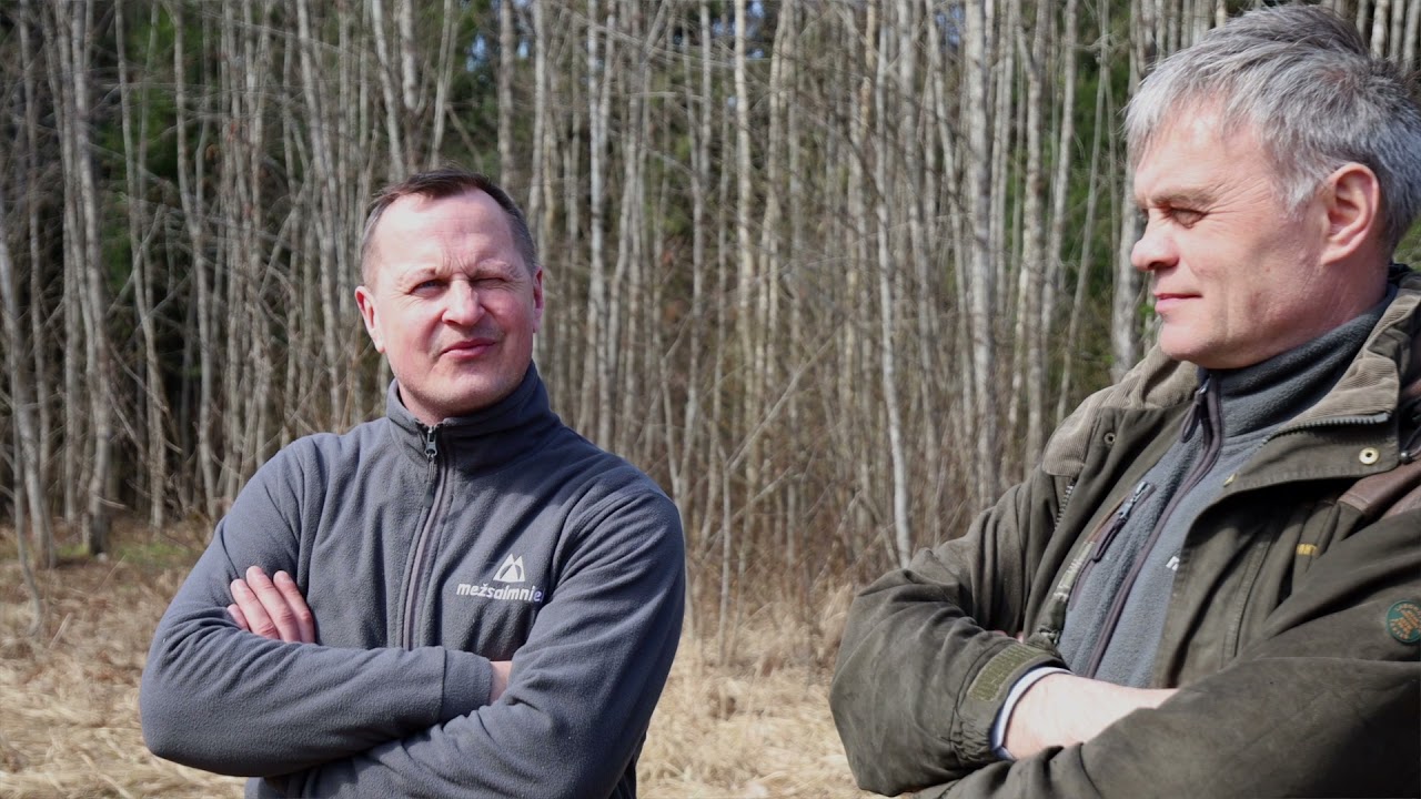 Kā pasargāt audzes no mizgraužu postījumiem? | Padome meža īpašniekiem 🌳