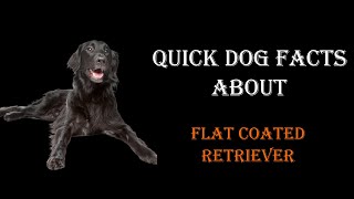 Quick Dog Facts About The Flat Coated Retriever!