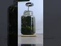 Cave Terrarium In A Jar | Closed Ecosystem